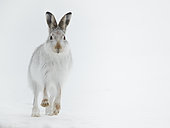 A Mountain Hare (Lepus timidus) runs down the hillside in the Cairngorms National Park, UK With a well travelled route identified, I sat alongside it waiting for an individual to come along. It didn’t take too much time for this initial to come along.