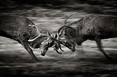 Two large Red Deer (Cervus elaphus) stags clash during the annual rut in the Peak District National Park, UK.