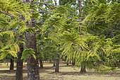 Cook pine foliage (Araucaria columnaris). Blue River Park. New Caledonia.