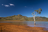 Niaouli (Melaleuca quinquenervia) in the water, Blue River Park. New Caledonia.