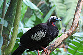 Black-fronted Piping-guan (Pipile jacutinga) adult perched on an branch, South Brazil