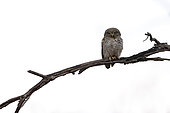 Little Owl from Natural Reserve of Bandhavgard - Madya Pradesh - INDIA