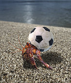 Hermit crab using a small plastic football ball as a shell. Funny wildlife. Seychelles - Composite image. Composite image