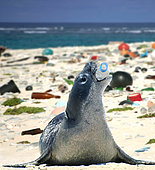 Hawaiian monk seal (Neomonachus schauinslandi) playing with empty plastic bottle on a beach covered with plastic garbage. Hawaii - Composite image. Composite image