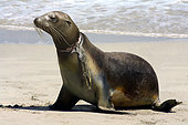 California sea lion (Zalophus californianus) with nylon strings wrapped around his neck that caused him a deep wound. USA