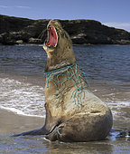 Sea lion, with nylon strings and piece of fishing net wrapped around his neck that caused him a deep wound.