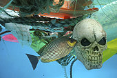 Concept image alluding to death caused by plastic garbage drifting in the oceans. Toy representing a skull in the middle of various plastic garbage floating in the ocean. A young Streaked spinefoot (Siganus javus), is eating the algae that grows on the skull surface. Kuwait, Persian Gulf. Composite image
