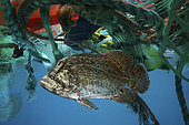 Atlantic tripletail or tripletail (Lobotes surinamensis), hidden in the middle of floating trash. Adults are often found near the surface over deep, open water, although always associated with floating objects or Sargasso. Atlantic ocean offshore Madeira - Composite image. Composite image