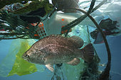 Atlantic tripletail or tripletail (Lobotes surinamensis), hidden in the middle of floating trash. Adults are often found near the surface over deep, open water, although always associated with floating objects or Sargasso. Atlantic ocean offshore Madeira - Composite image. Composite image