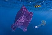 Plastic bag and a Mauve Stinger (Pelagia noctiluca), with a young drift fish. Contrast between a piece of hazardous waste and healthy nature. Concept image. Azores - Composite image. Composite image