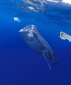 Whale shark (Rhincodon typus) feeding near plastic bags. Indian Ocean - Composite image. Composite image