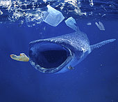 Whale shark (Rhincodon typus) feeding in the midle of plastic bags and other platic garbage. Tailand - Composite image. Composite image