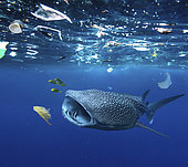Whale shark (Rhincodon typus) feeding in the midle of plastic bags and other platic garbage. Tailand - Composite image. Composite image