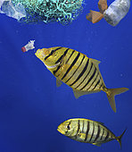 Golden trevally (Gnathanodon speciosus) eating plastic bottle. Caribbean Sea - Composite image. Composite image