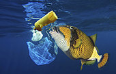 Titan triggerfish (Balistoides viridescens) eating a plastic bottle. Caribbean Sea - Composite image. Composite image