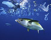 Yellowfin tuna, Thunnus albacares eating a styrofoam cup. Atlantic ocean - Composite image. Composite image
