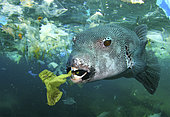 Stellate puffer (Arothron stellatus) eating a plastic bottle. Philippines - Composite image. Composite image