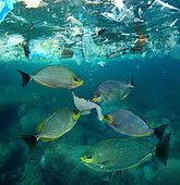 Plusieurs Sigans ondulés (Siganus javus) mangeant un morceau d'une bouteille en plastique. Ces poissons se nourrissent principalement d'algues qui poussent sur les rochers mais aussi de méduses. Cette bouteille en plastique blanc translucide devrait leur sembler très semblable à une méduse. Koweït, golfe Persique - Photomontage. Image composite