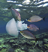 Sigans ondulés (Siganus javus) mangeant une méduse. Ces poissons ont déjà été vus grignoter des objets en plastique translucides qui ressemblent tout à fait à une méduse. Koweït, golfe Persique - Photomontage. Image composite