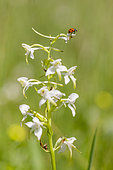 Seven-spotted ladybird (Coccinella septempunctata) on a Greater butterfly-orchid (Platanthera chlorantha), Alsace, France