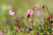 Flower of Bog cranberry (Vaccinium oxycoccos), Forlet peatbog, Alsace, France