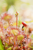 Round-leaved sundew (Drosera rotundifolia) leaf with insect prey, Forlet peatland, Alsace, France