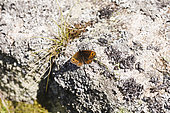 Piedmont ringlet (Erebia meolans), Forlet peat bog, Alsace, France