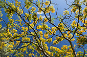 Royal poinciana (Delonix regia) flowers on the tree. New Caledonia.
