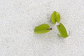 Beach Morning Glory (Ipomoea pes-caprae) leaves emerging from the sand. Ténia islet marine reserve. New Caledonia.