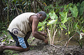 Man planting leaf eslephant ear in his field. Tribe of Gohapin. Central chain. New Caledonia.