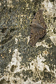 Black witch moth (Ascalapha odorata) on a tree trunk, Cahuita national park, Costa Rica