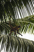 Black-handed spider monkey (Ateles geoffroyi) walking on a palm, Osa peninsula, Costa Rica