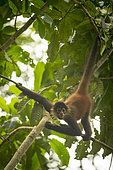 Young Black-handed spider monkey (Ateles geoffroyi) suspended in a tree, Osa peninsula, Costa Rica