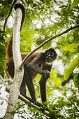 Black-handed spider monkey (Ateles geoffroyi) female with with a hypertrophied clitoris, Osa peninsula, Costa Rica