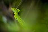 Green Basilisk (Basiliscus basiliscus) in the foliage, Cahuita National Park, Costa Rica