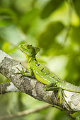 Green Basilisk (Basiliscus basiliscus) on a branch, Cahuita National Park, Costa Rica