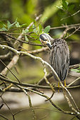 Yellow-crowned Night Heron (Nycticorax violaceus) on a branch above the water, Cahuita National Park, Costa Rica