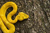 Eyelash Viper on a tree trunk (Bothriechis schlegelii), Cahuita national park, Costa Rica