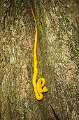 Eyelash Viper on a tree trunk (Bothriechis schlegelii), Cahuita national park, Costa Rica
