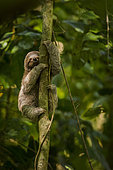Young Brown-throated sloth (Bradypus variegatus) in a tree, Manuel Antonio national park, Costa Rica