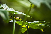 Brown vinesnake (Oxybelis aeneus), Cahuita national park, Costa Rica