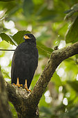 Common Black Hawk (Buteogallus anthracinus) perched in Tree, Cahuita national park, Costa Rica