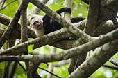 White-headed capuchin (Cebus capucinus) playing in the branches, Cahuita National Park, Costa Rica