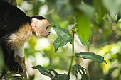 Profile protrait of White-faced Capuchin (Cebus capucinus), Cahuita national park, Costa rica