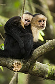 Young White-faced Capuchin on the back of his mother (Cebus capucinus), Cahuita national park, Costa rica