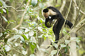 White-faced Capuchin tapping a fruit on a branch to open it (Cebus capucinus), Cahuita national park, Costa rica