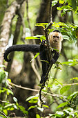 White-faced Capuchin walking on a branch (Cebus capucinus), Cahuita national park, Costa Rica