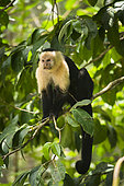 White-faced Capuchin (Cebus capucinus) on a branch, Cahuita national park, Costa Rica