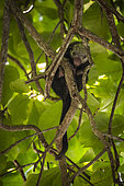 Mexican tree porcupine (Coendou mexicanus) in a tree - Manuel Antonio national park - Costa Rica