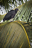 Black Vulture on a palm (Coragyps atratus) - Tortuguero National Park - Costa Rica